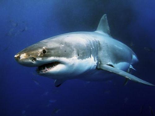 акула тупорылая