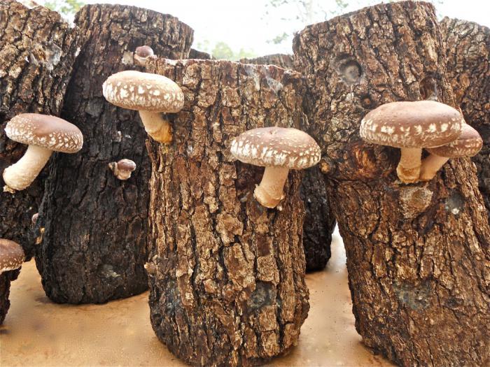 как питаются грибы краткий ответ