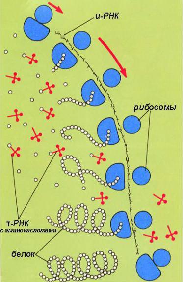 принцип трансляции биология