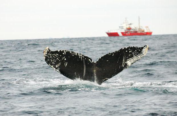 всемирный день защиты морских млекопитающих день кита