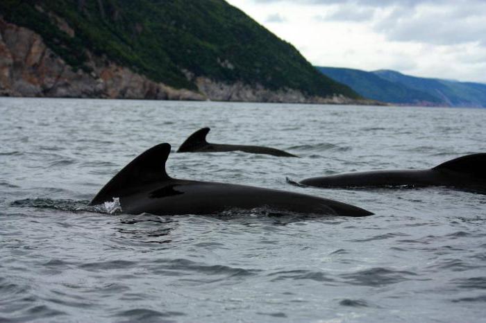 всемирный день китов и дельфинов фото