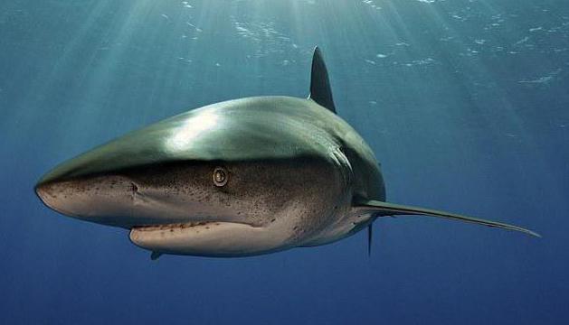 длиннокрылая океанская акула