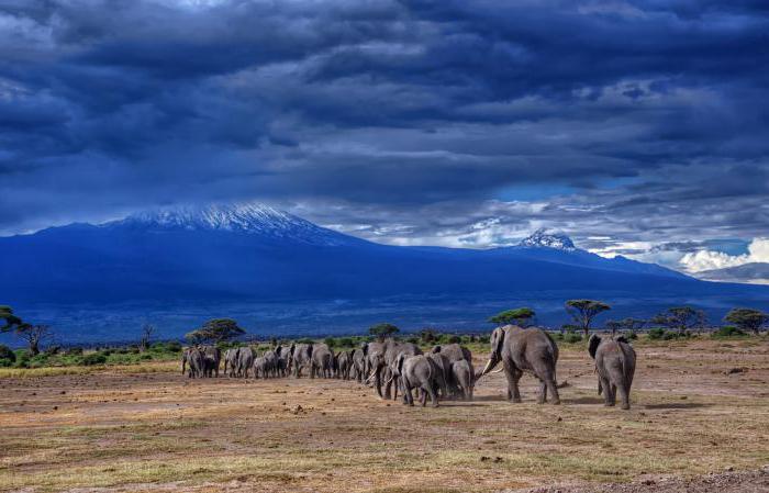 танзания национальные парки