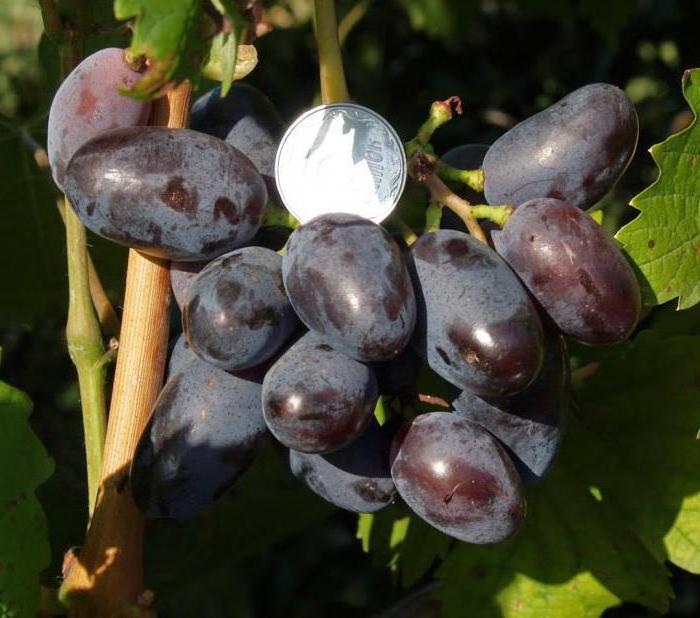 саженцы винограда сорт байконур