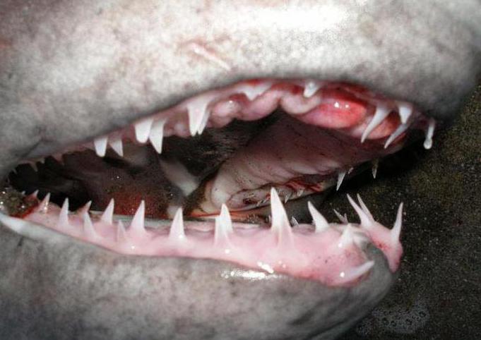 акула сельдевая тихоокеанская образ жизни