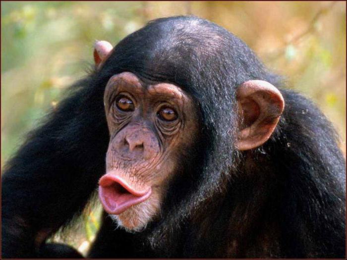примат обезьяна