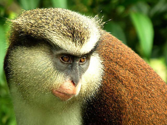 животные тропиков обезьяны