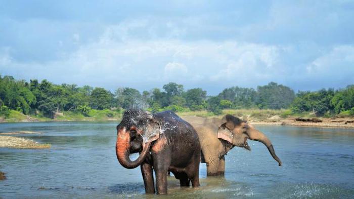 азиатский слон образ жизни 