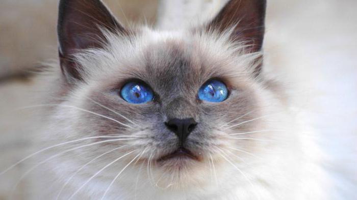 бирманская кошка фото описание породы