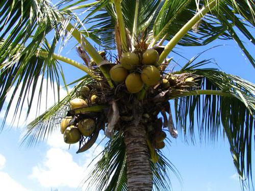 пояс где растут бананы и кокосы