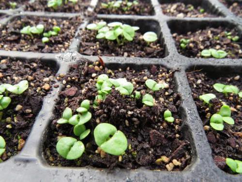 как вырастить базилик на подоконнике из семян