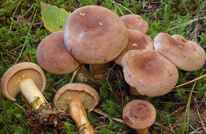 гриб млечник обыкновенный фото и описание