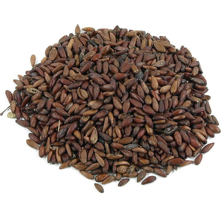 Семена барбариса