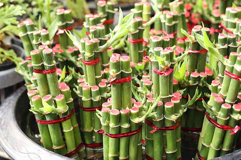 Как вырастить дома бамбук на палки
