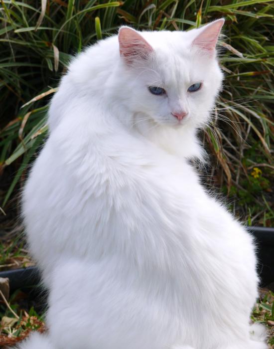 порода белых пушистых кошек