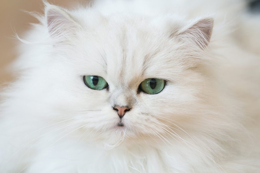 Кошки с белым окрасом