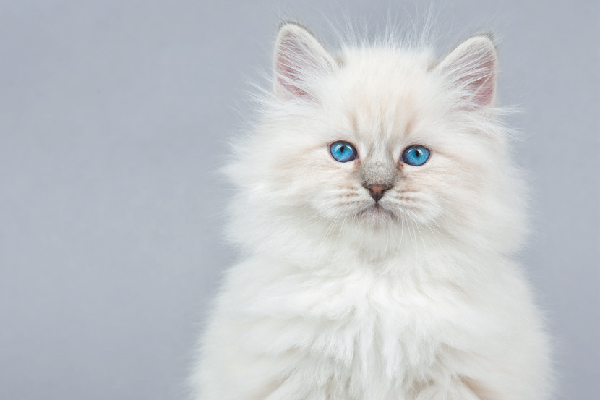 Белый британский котенок