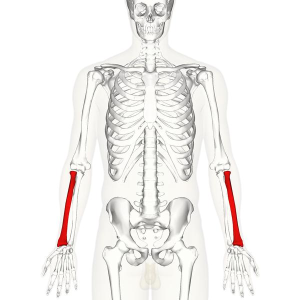 кости верхних конечностей анатомия человека