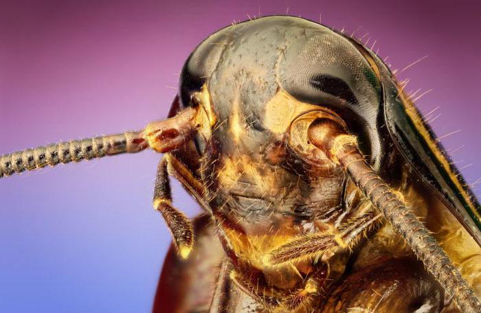 биология отряды насекомых 