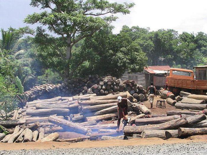 статья 260 ук рф незаконная рубка лесных насаждений 
