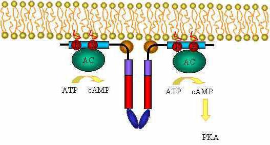 механизм действия гормонов аденилатциклазная система 