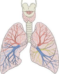 исследование органов дыхания