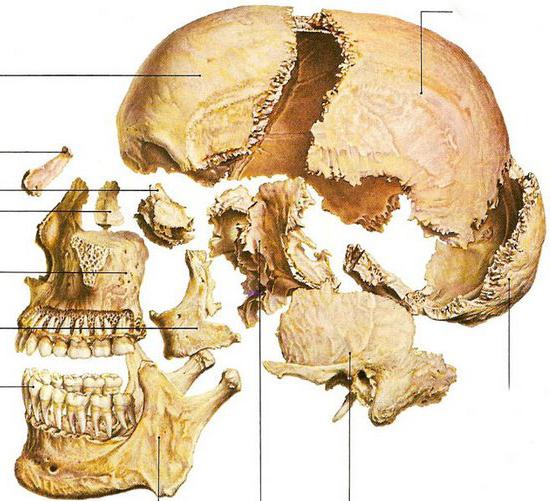 череп название костей