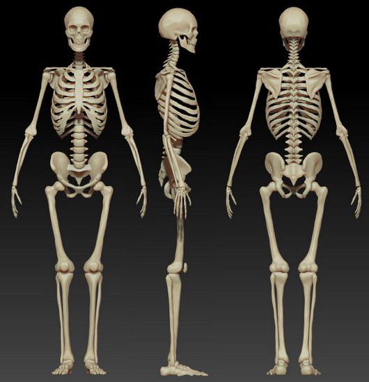 функции скелета