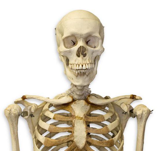 функции скелета человека