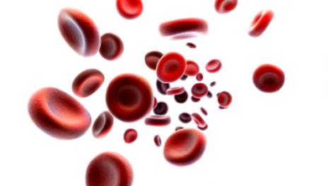 анализ крови общий белок норма