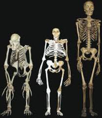 основа скелета человека