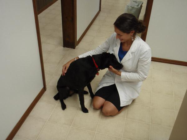 кот и пес ветеринарная клиника хабаровск отзывы