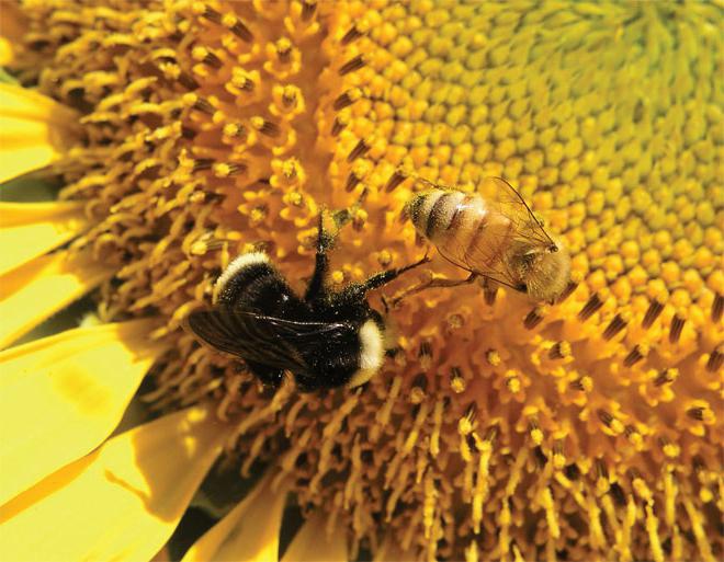 виды медоносных пчел