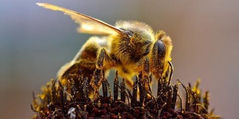 жизнь медоносной пчелы 