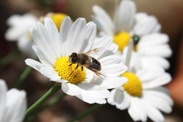 биология медоносной пчелы