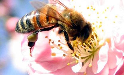зрение у медоносной пчелы
