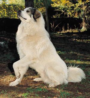 порода пиренейская горная собака