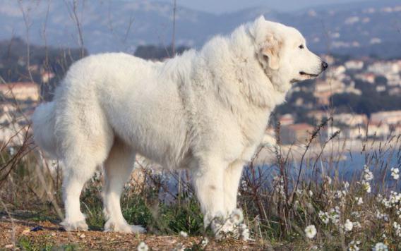  дрессировка пиренейской горной собаки