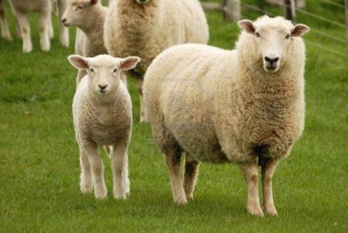 год овцы характеристика 2015 