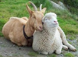 год козы или овцы 
