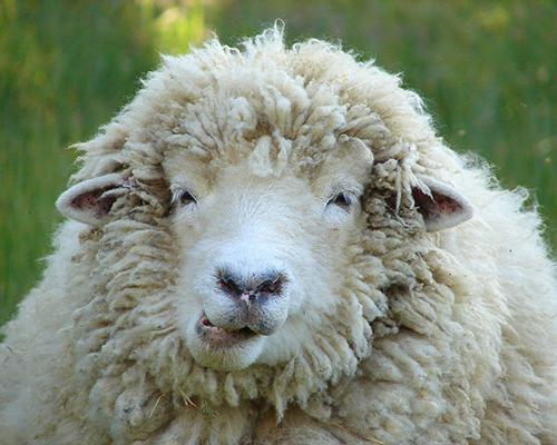 рожденные в год овцы характеристика