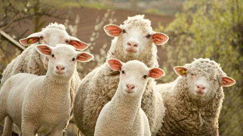 год овцы козы характеристика 