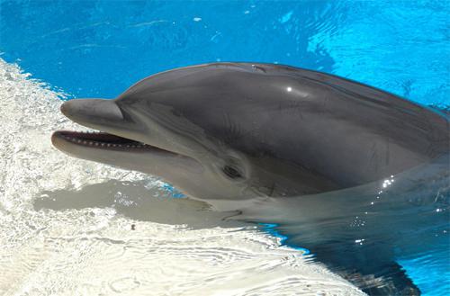 самые интересные факты о дельфинах