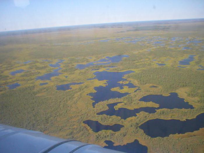 васюганские болота фото