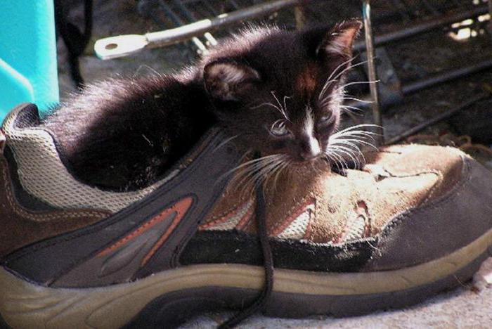 как из обуви убрать запах кошачьей мочи