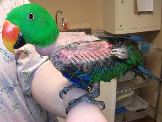 почему у попугая выпадают перья из хвоста