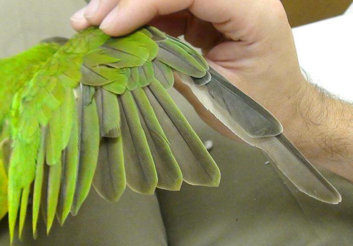 почему у попугая выпадают перья под крыльями