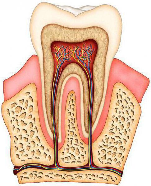 костное вещество зуба