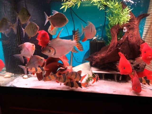 Рыбки попугаи в аквариуме