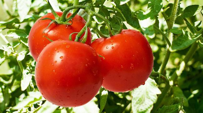 Лучшие семена томатов